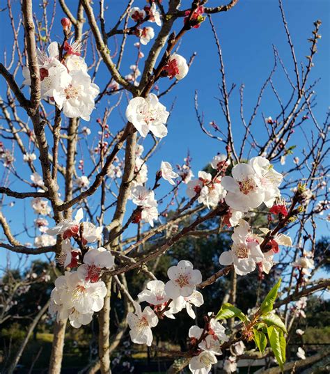 fruit trees for zone 10a|lowest chill hours cherry tree.